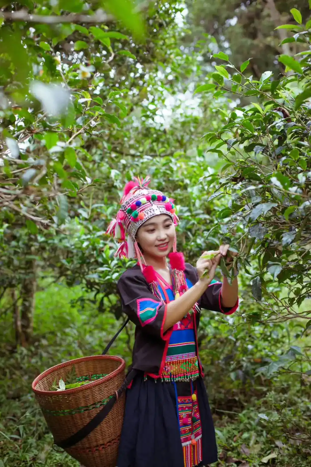 芳妹採茶