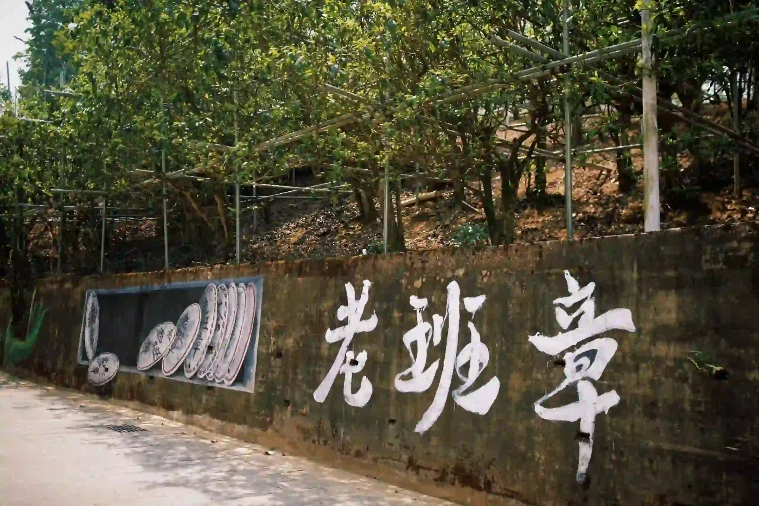 古樹茶園